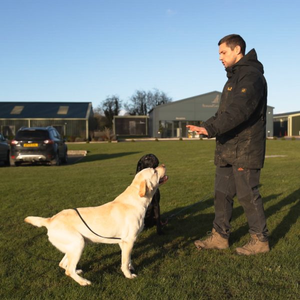 dog trainer with two labradors